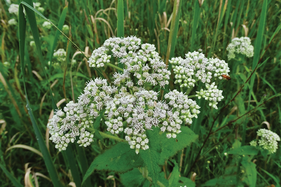 common-boneset-William VanHemessen